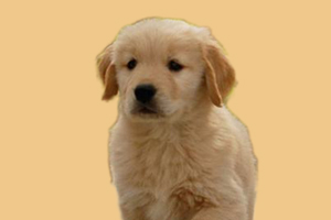 小金毛不能吃什么