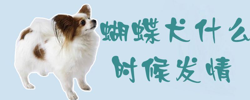 蝴蝶犬什麼時候發情1