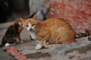 怎么教小猫不咬人