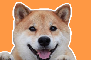 柴犬晚上叫怎么办