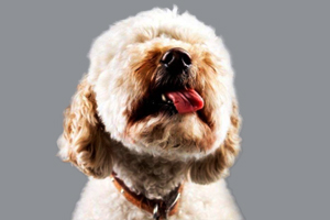 狗狗持续打嗝怎么办