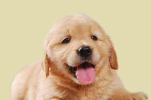 金毛犬为什么不吃东西