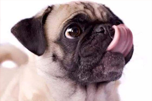 狗狗出去乱闻怎么办