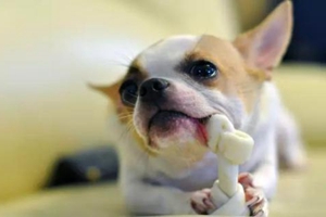 怎么给小狗清洁口腔