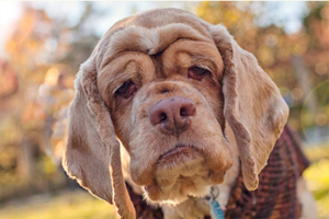 狗狗老了会有什么迹象