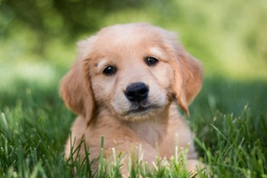 如何清理狗狗肛门腺