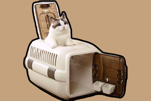 猫咪托运注意事项