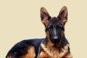 德牧幼犬什么时候立耳