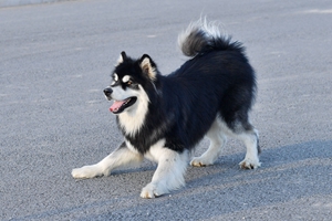 如何清理狗狗牙结石