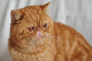 加菲猫怎么洗眼睛