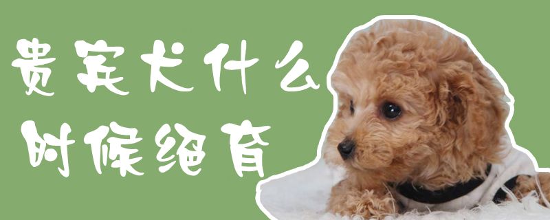 貴賓犬什麼時候絕育1