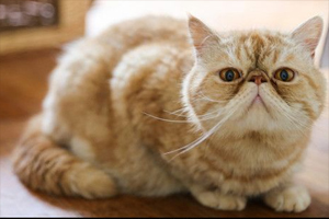 饲养加菲猫注意事项