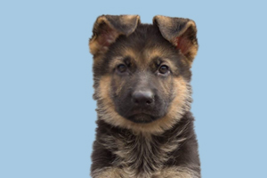 小德牧什么时候防疫