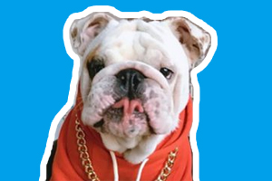 秋冬养狗注意事项