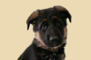 德牧幼犬什么时候补钙