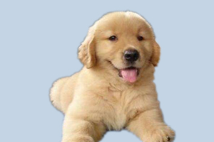 小金毛为什么不爱吃饭