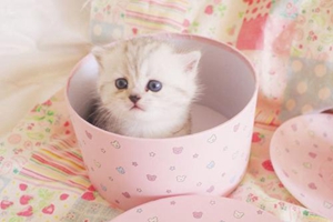 如何帮助猫咪排便