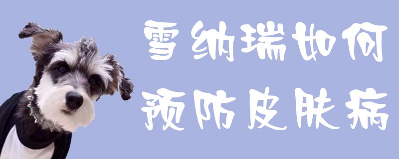 雪纳瑞如何预防皮肤病1