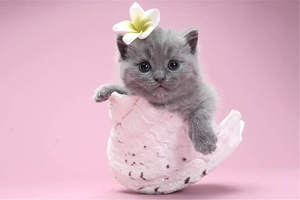 猫咪绝育后不排便怎么办