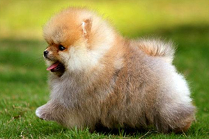 博美换牙注意事项