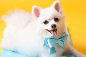 博美饲养注意事项