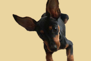 小鹿犬耳朵什么时候立起来