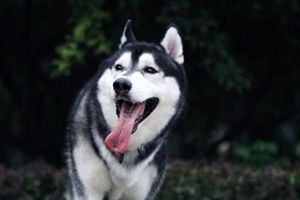 养哈士奇怎么样