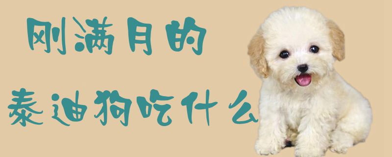 刚满月的泰迪狗吃什么1