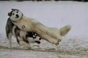 养小哈士奇要准备什么