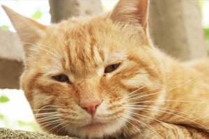 猫咪眼屎多怎么清理