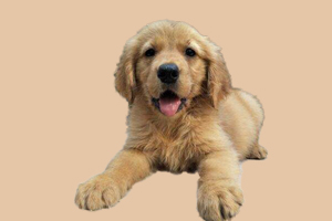 金毛幼犬什么时候换毛