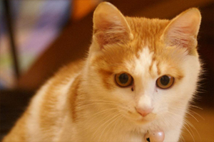 猫咪怎么清理眼屎