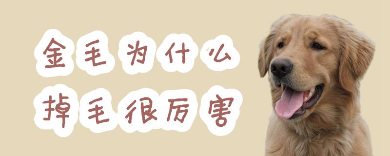 金毛为什么掉毛很厉害