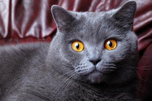 怎么给英国短毛猫洗澡