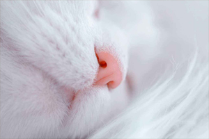 猫咪怎么清理鼻子