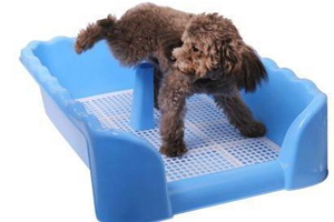 怎么教小狗大小便