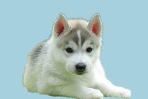 小哈士奇什么时候换毛