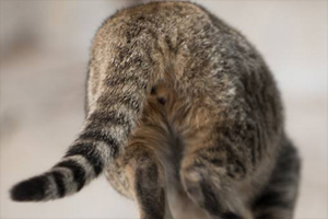 怎么清理猫咪屁股