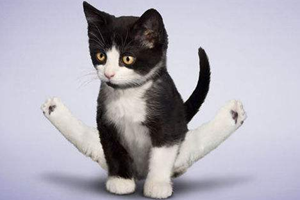 怎么教猫猫上厕所