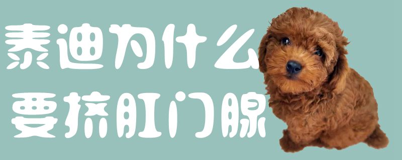 泰迪为什么要挤肛门腺1