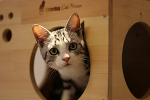 怎么给猫猫量体温