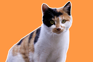 如何清理猫咪肛门腺