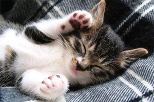 猫咪爪子黑怎么清理