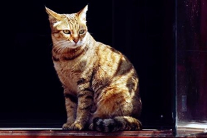 如何给小猫做清洁