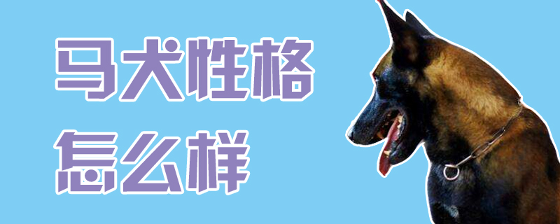 马犬性格怎么样