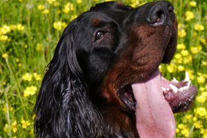 戈登雪达犬怎么养