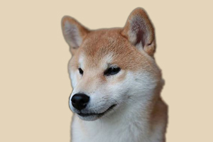 柴犬不吃狗粮怎么办