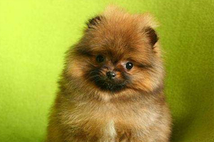 养博美幼犬要注意什么