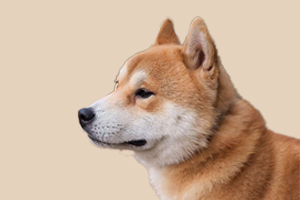 柴犬不爱吃东西怎么办