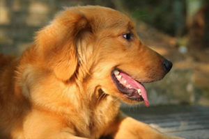 金毛上火了怎么办